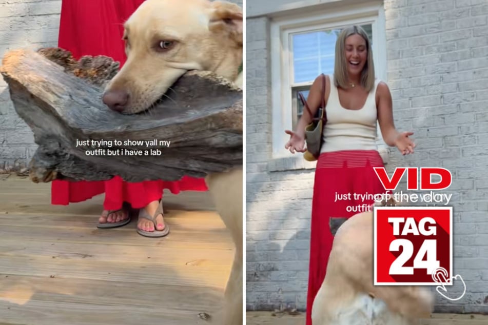 Viral Video of the Day for July 17, 2026: Dog steals the spotlight in hilarious outfit video fail!