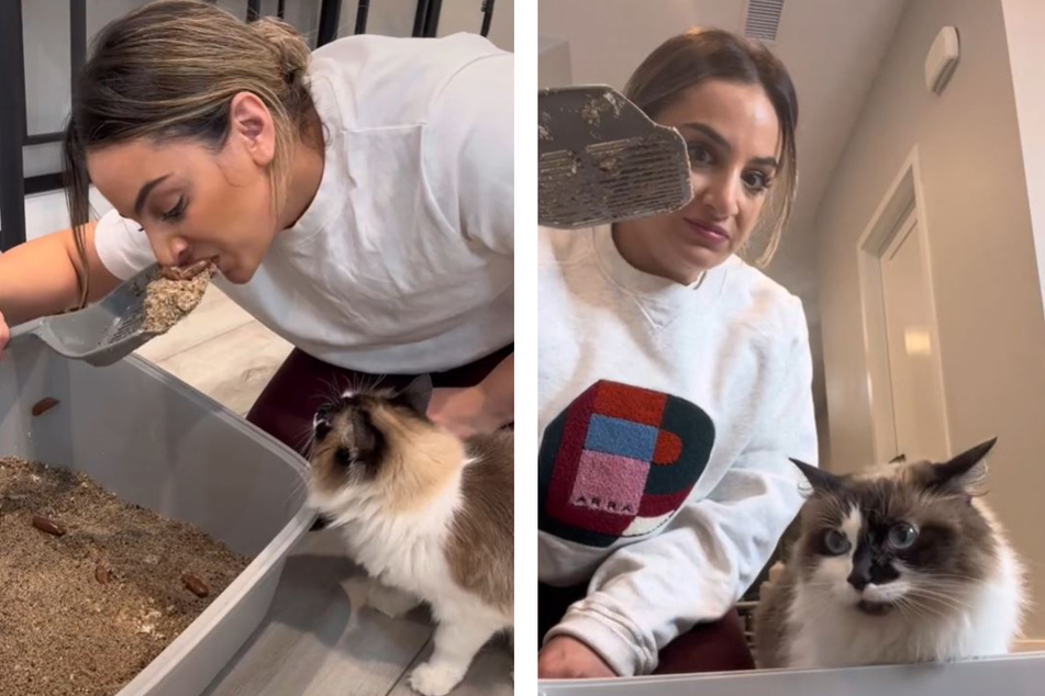 TikTokers eat from cats' litter box and the internet is shook
