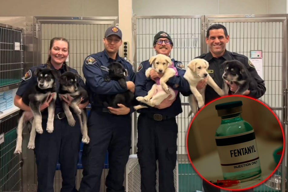 Six puppy dogs suffer near-fatal fentanyl overdose in shocking fire rescue operation