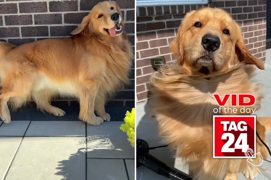 Viral Video of the Day for March 23, 2023: Dog of all trades