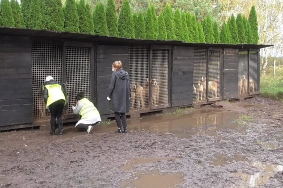 The area outside of the kennels was dirty and wet.