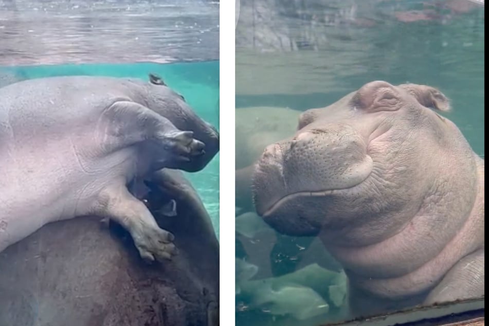 Cincinnati Zoo's baby hippo caught napping in a hilarious position