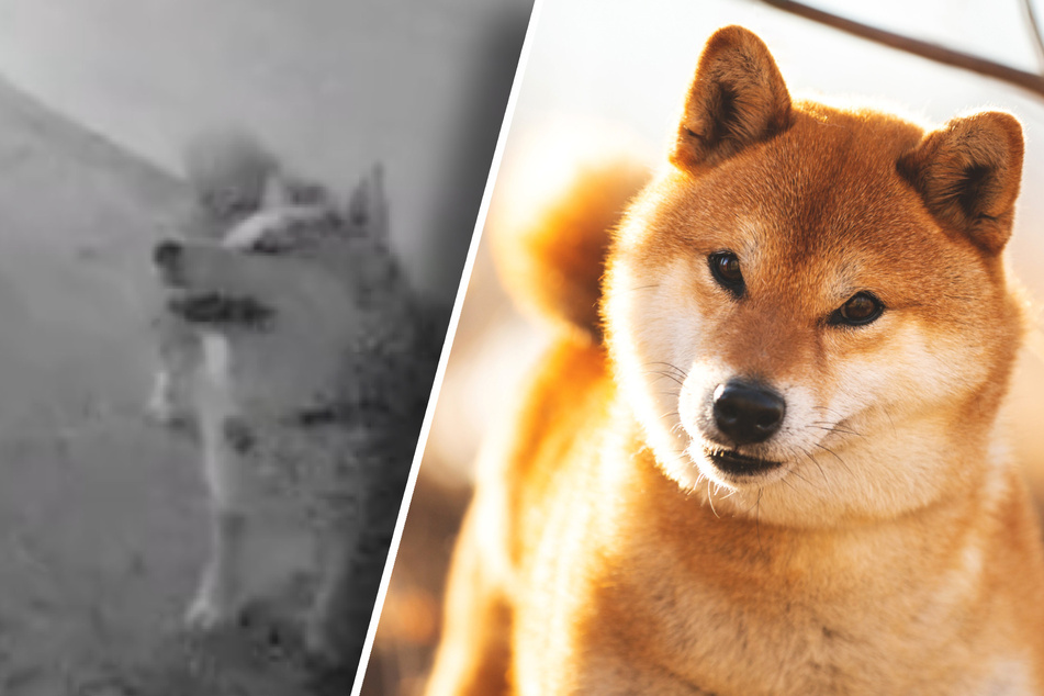 Clever Shiba Inu dog knows how to get what he wants in viral TikTok