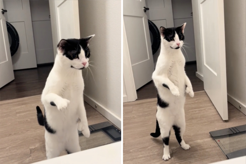 This cat is not sure what to do about her human being in the bath.