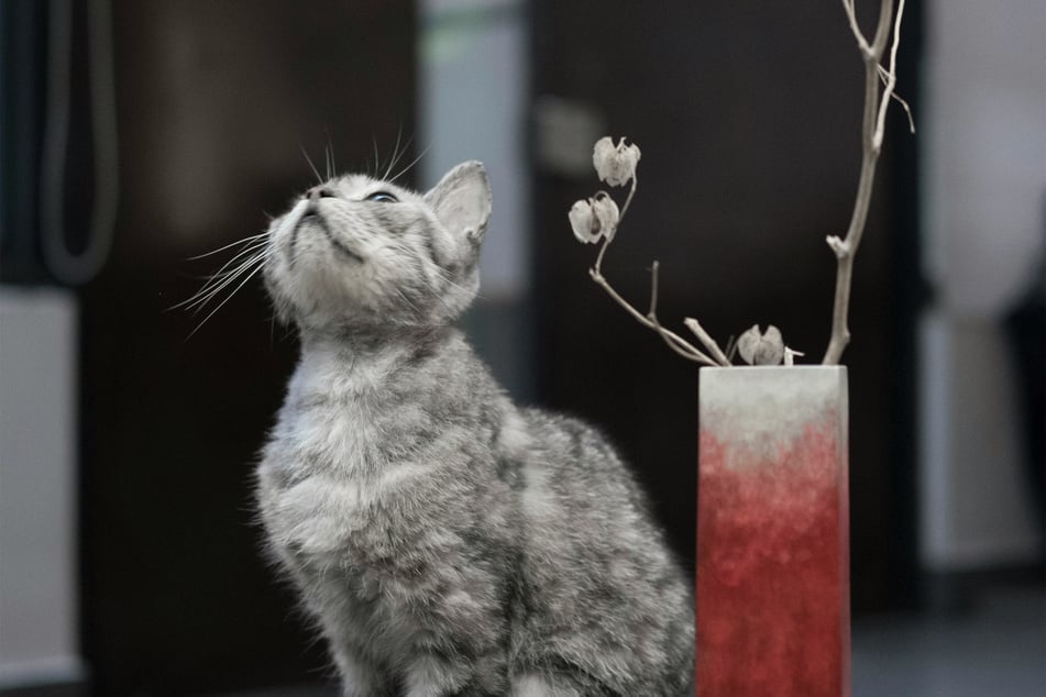 Oriental cats are strange-looking creatures, but incredibly sweet.