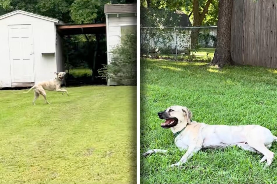 Uncle the dog's mood changes abruptly. When he sees what’s waiting for him, he rushes outside.