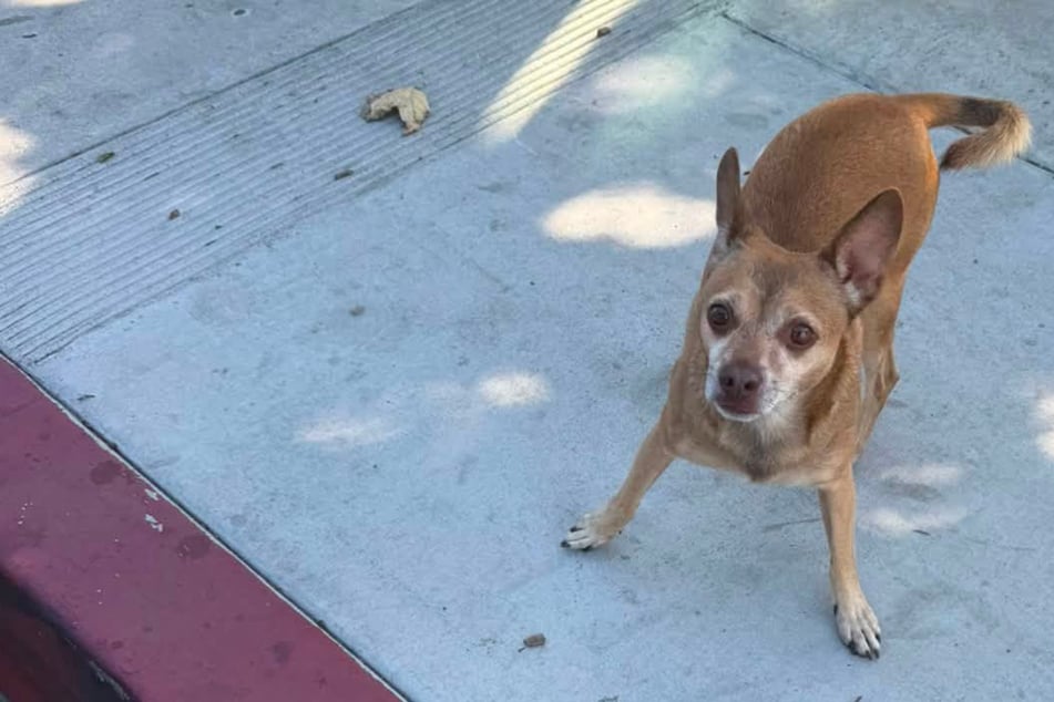 Wandering lone dog stuns woman when she tries to rescue it: "Cannot believe this little boy survived"