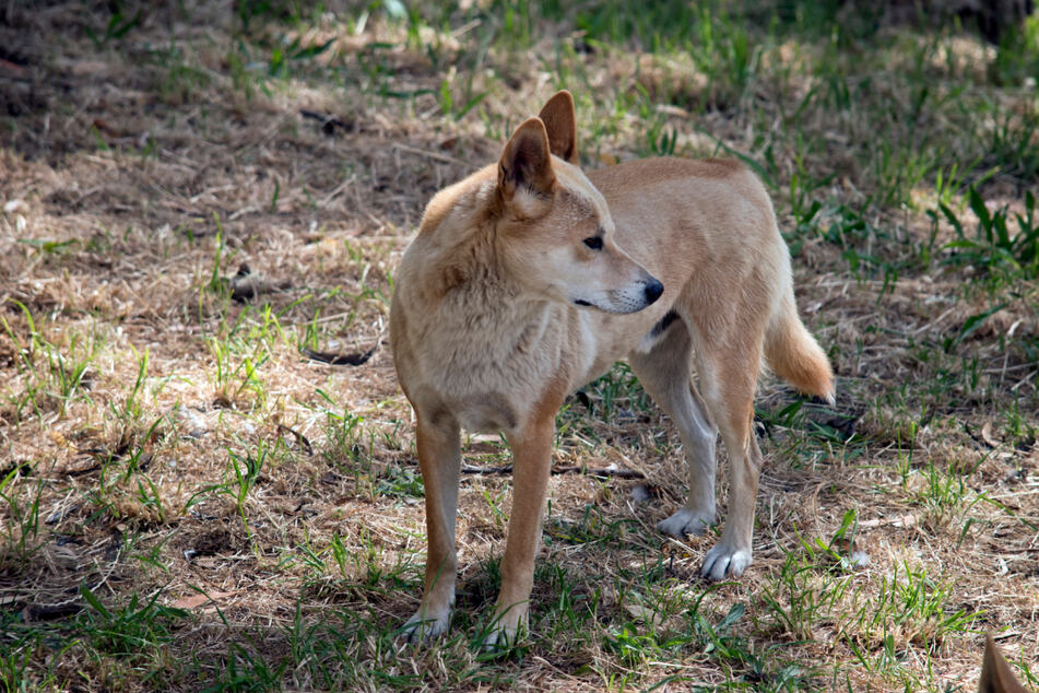 The encounter could have ended worse for the child if the dingo had been traveling together in a group. (Stock image)