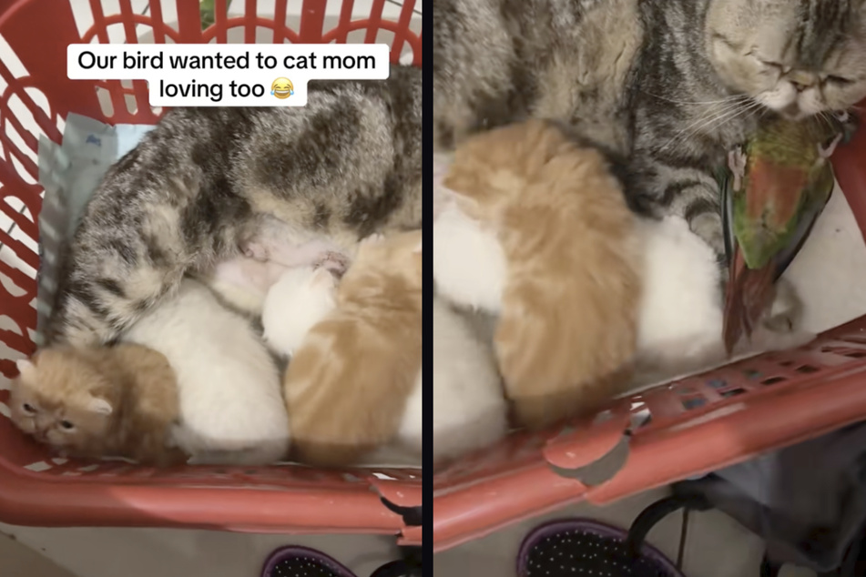 A green budgie bird had smuggled itself into a basket full of kittens and their mother.