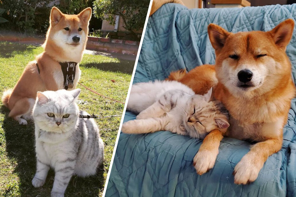 Dog feels lonely in lockdown, but his new best friend changes everything!