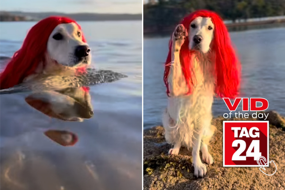 Viral Video of the Day for June 22, 2023: Golden retriever channels The Little Mermaid!