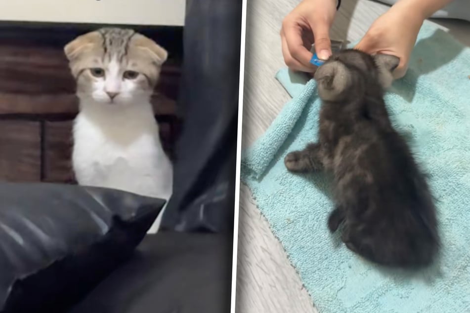Pixie the cat (l.) seemed heartbroken to learn her owner had taken in a new kitten!