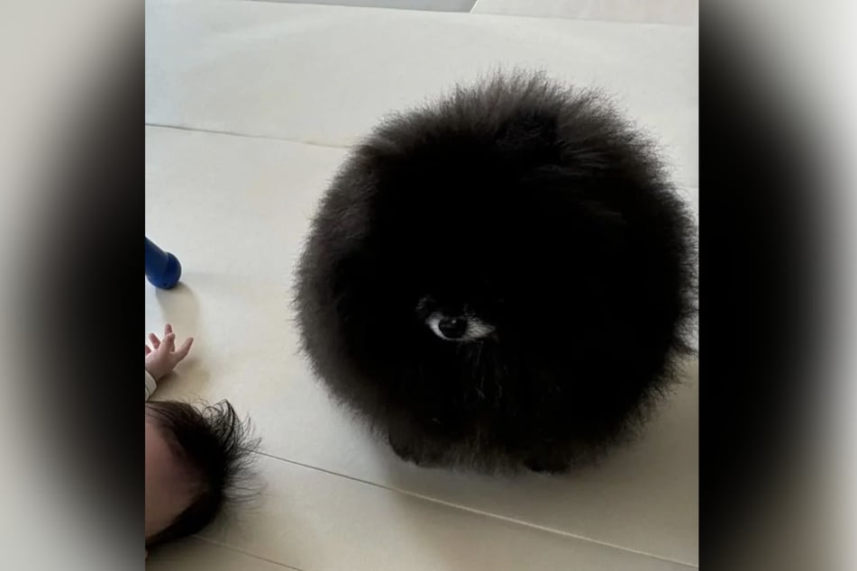 Is it a dog, cat, or creature as yet undiscovered?