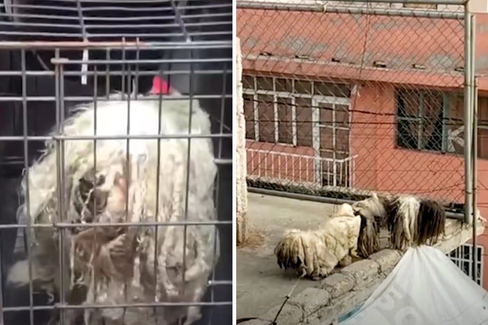The dogs were in seriously poor condition when they were rescued from a concrete roof in Mexico.