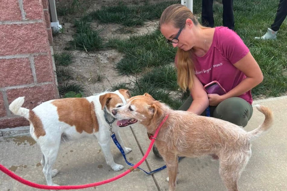Chong the dog (in the foreground) was found recently in Danville, Indiana.