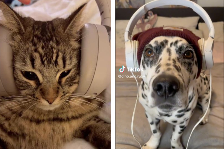 Cats and dogs don headphones and rock out to Ice Spice in furry fun TikToks