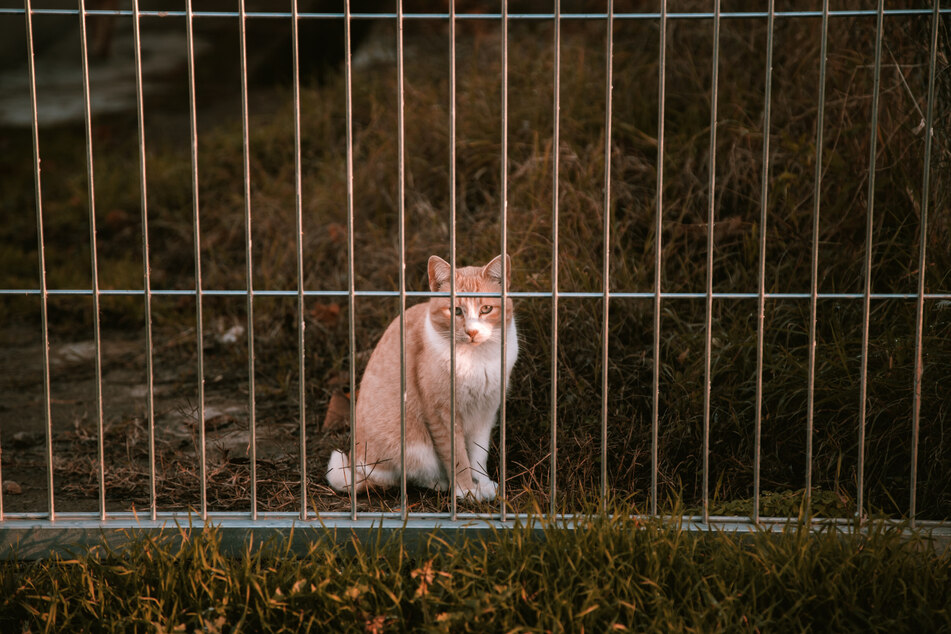 Perhaps the cat was accidentally locked inside a gate.