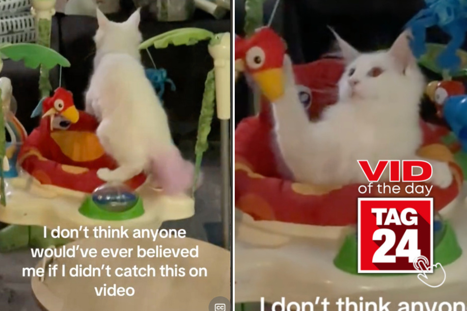 Viral Video of the Day for November 7, 2024: Cat takes over toddler's toy-filled bouncer!