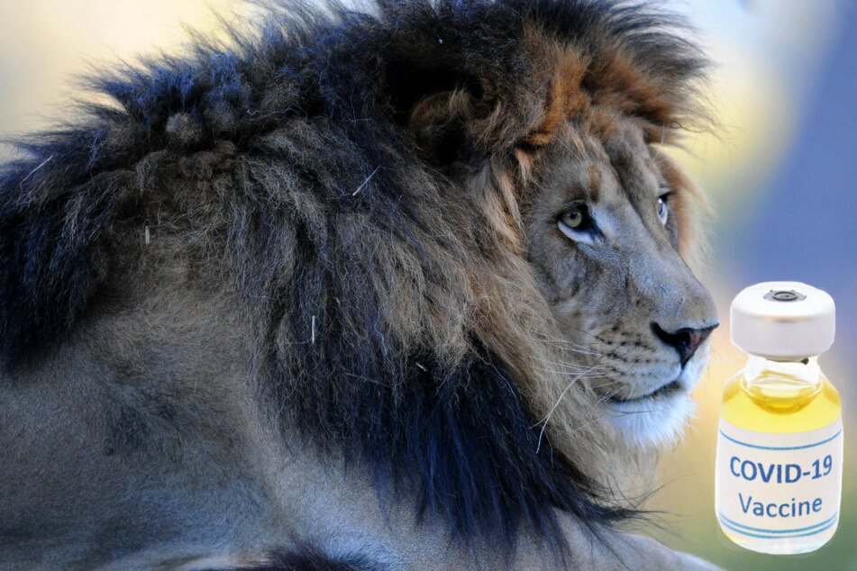 San Diego Zoo races to vaccinate lions and tigers as Covid-19 surges among animals