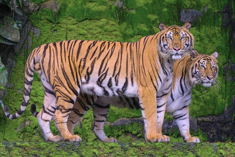 A reservation in Thailand has seen its tiger population increase for the first time in 30 years!