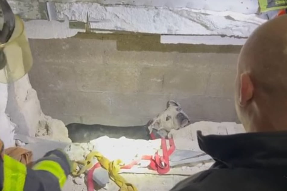 Yanko got himself trapped between two warehouses and couldn't free himself.