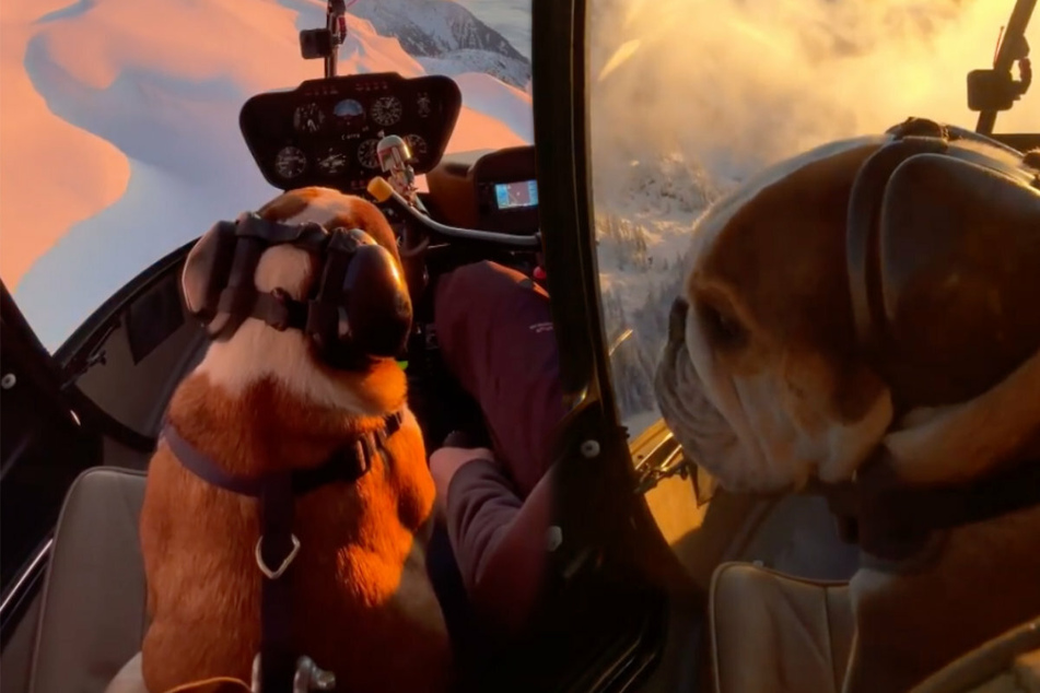 Pupper co-pilots chopper: the internet can't get enough of this high-flying dog!
