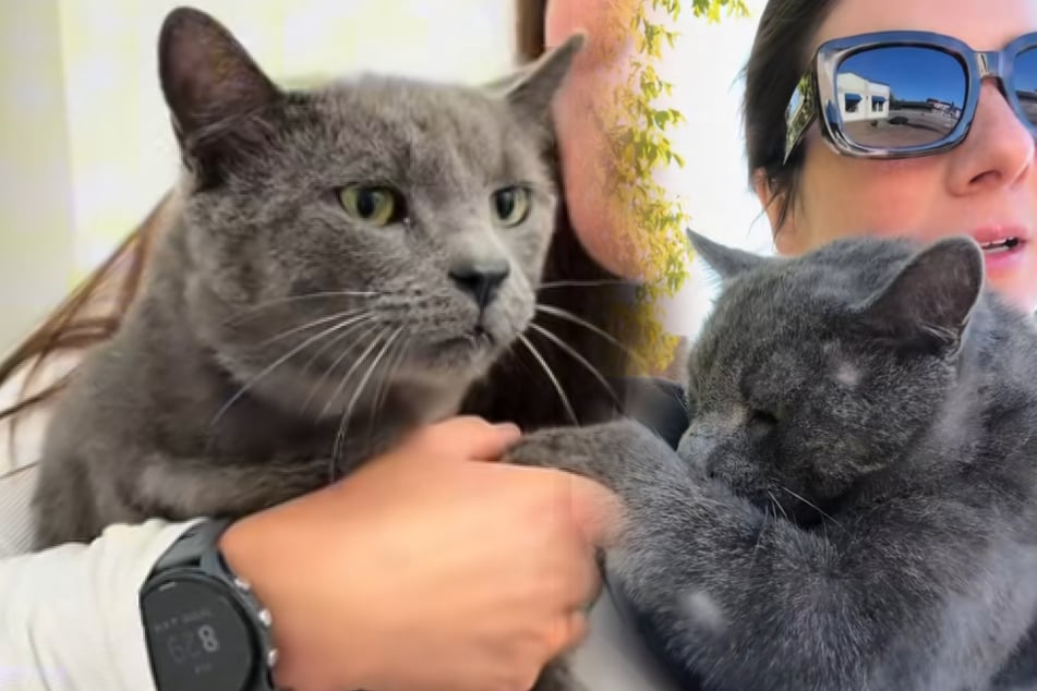 Woman helps cat who was run over by a car – then she gets an unexpected call