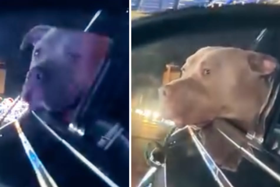 Shelter dog's enchanting reaction to Christmas lights brings viewers to tears