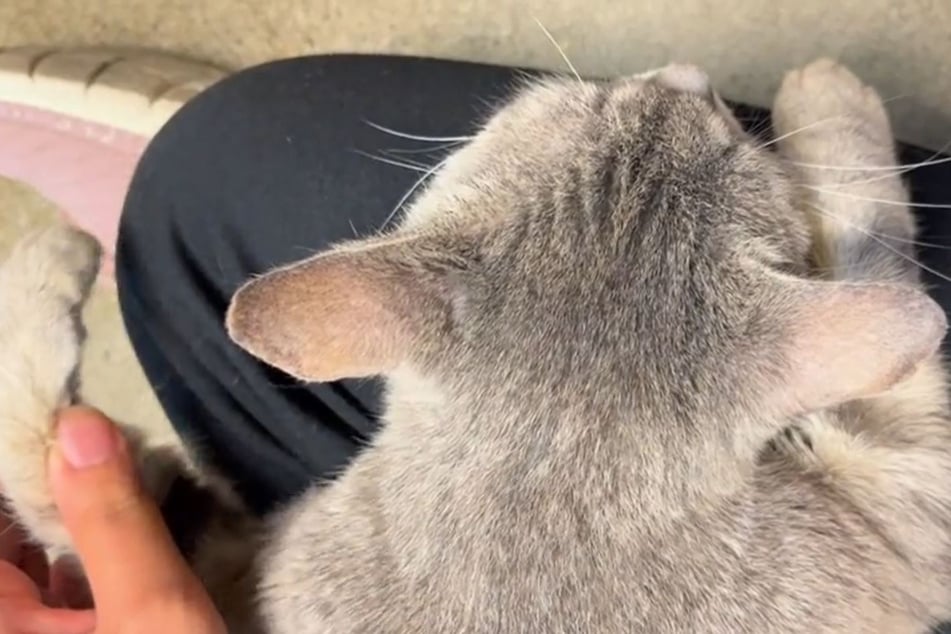 Clingy rescue cat has the internet in tears – she really wants a particular visitor to take her home!