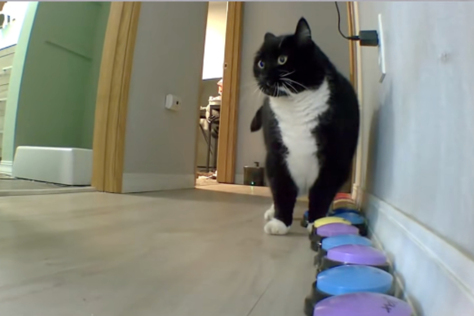 Cat Bjørn can communicate thanks to so‑called “speech buttons.” Each colorful button stores a word that sounds when pressed.
