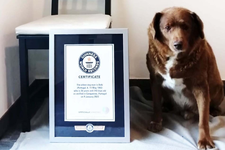 Bobi is now the oldest dog in the world.
