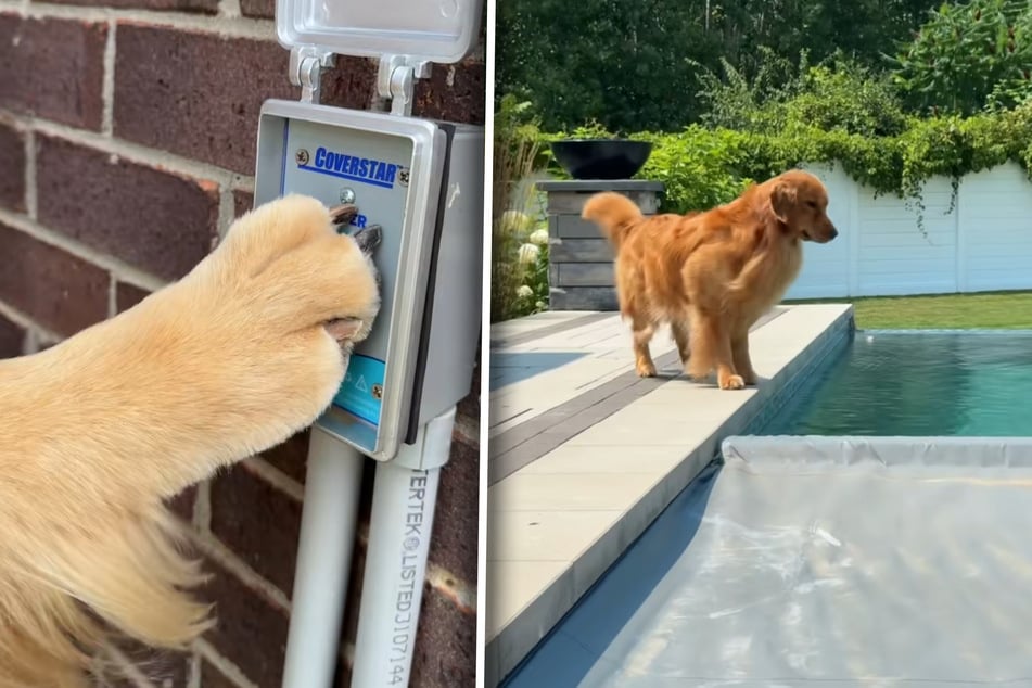 Fortunately, the Golden Retrievers know which button to press to remove the pool cover.