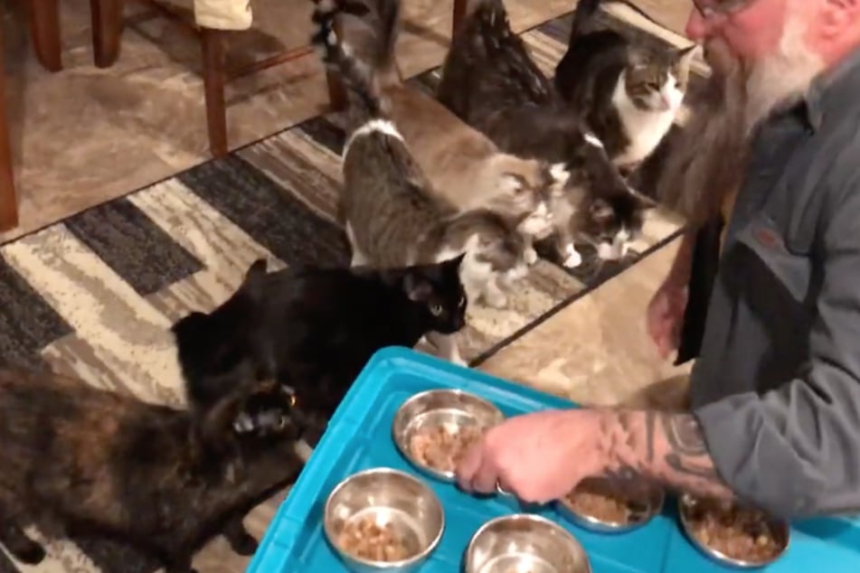 The cats are lined up and ready to receive their food.