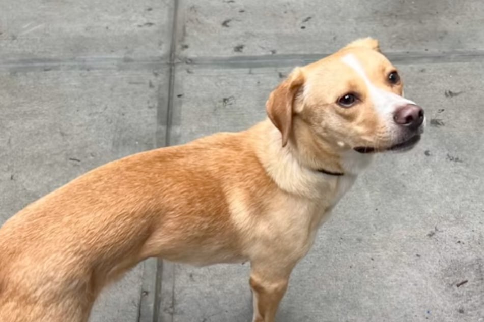 Doggy daycare staff left stunned when sweet pup shows up alone after Brooklyn escapade