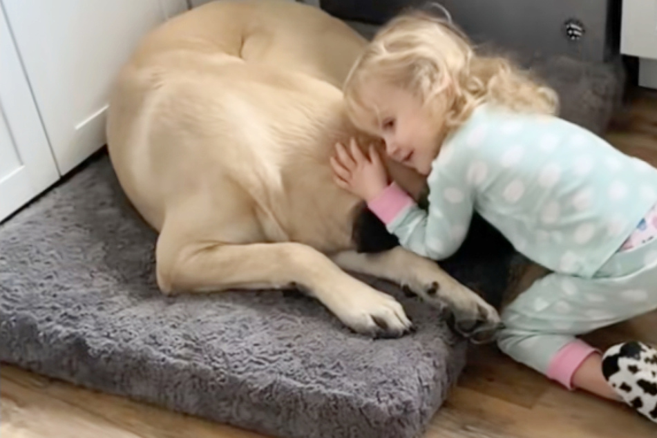 Giant shelter dog is afraid of kids – but his new family changes everything!