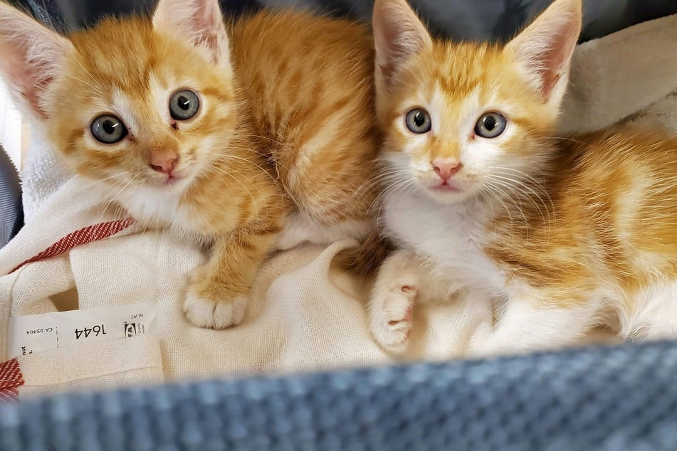 When do cats stop growing?