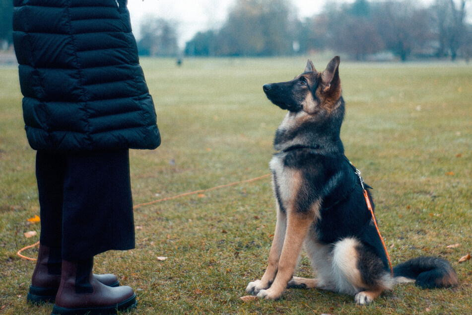 Guard dogs should, first and foremost, be incredibly disciplined and obedient.
