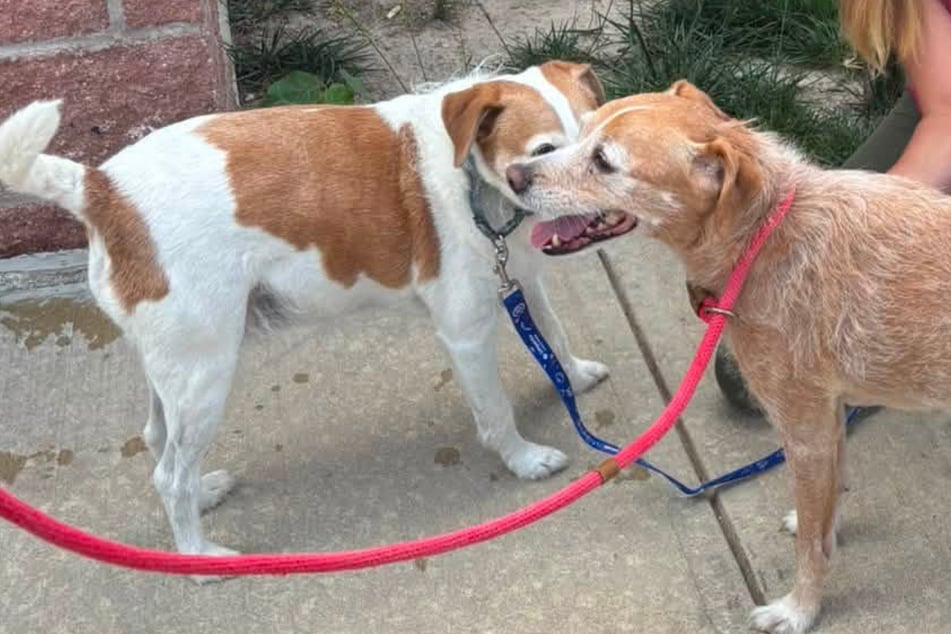 Dog's microchip scan leaves animal rescuers stunned: "No dry eyes from our staff"
