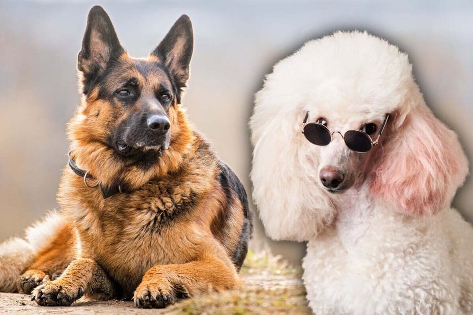 Shepadoodle: Everything you need to know about the German-shepherd-poodle hybrid