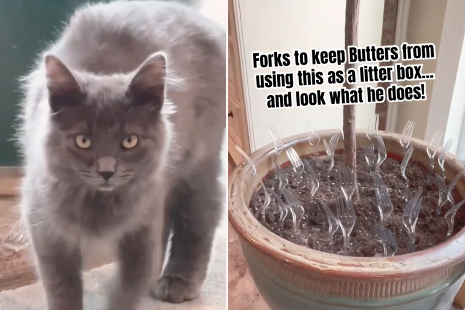 Butters the cat outsmarted his owners in a hilarious viral TikTok.