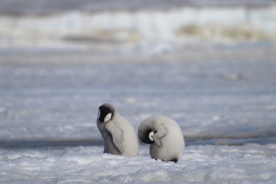 Two young emperor penguins are pictured together in Antarctica.