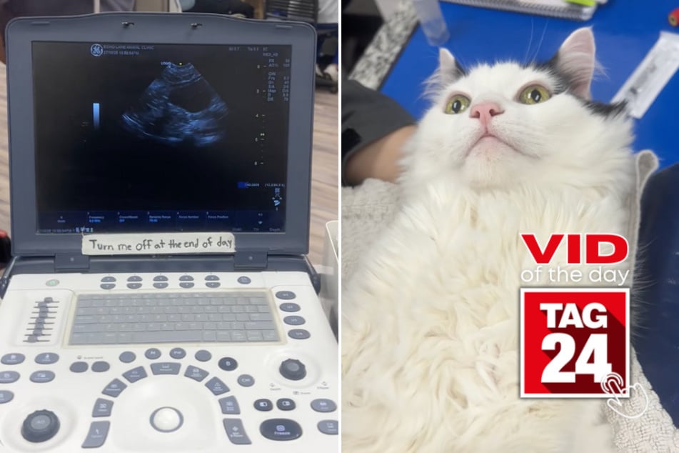 Viral Video of the Day for November 26, 2025: Derpy cat steals the show in hilarious TikTok twist