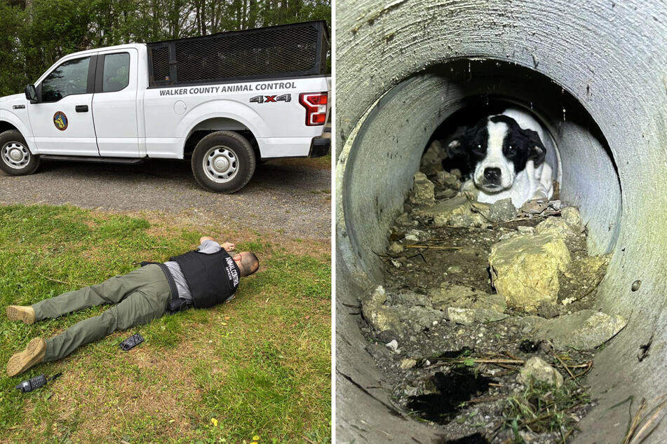 Three dogs were abandoned in a cemetery, and their condition was catastrophic.
