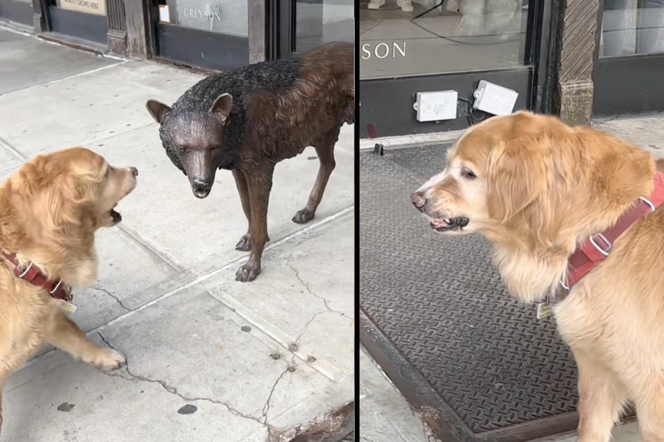 Kylo the dog has met his nemesis while out walking and immediately starts an intimidation mission.