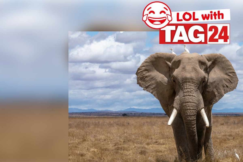 Joke of the Night for March 4, 2025: Animal jokes to make you smile