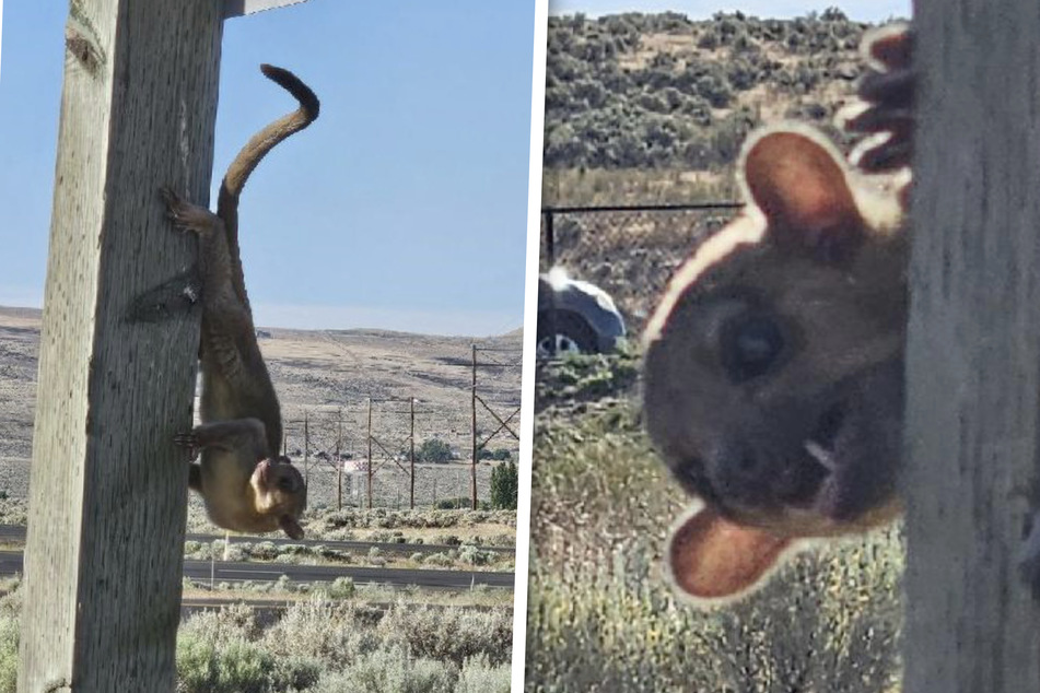 Unusual-looking animal baffles experts with surprise appearance!