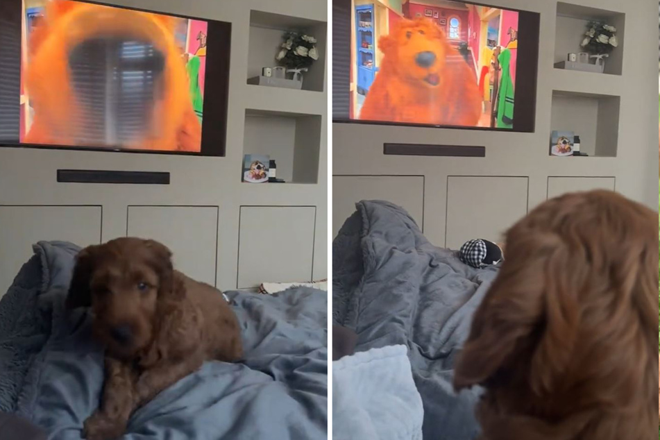 As the TV bear gets closer to the screen, the puppy runs for cover!
