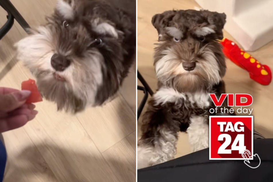 Viral Video of the Day for May 9, 2026: Dog's angry face after eating watermelon has viewers in tears!