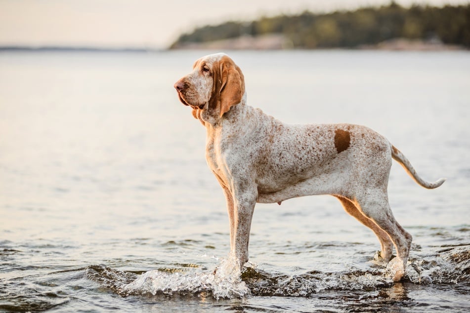 The Bracco Italiano joins the Sporting Group this year at the National Dog Show.