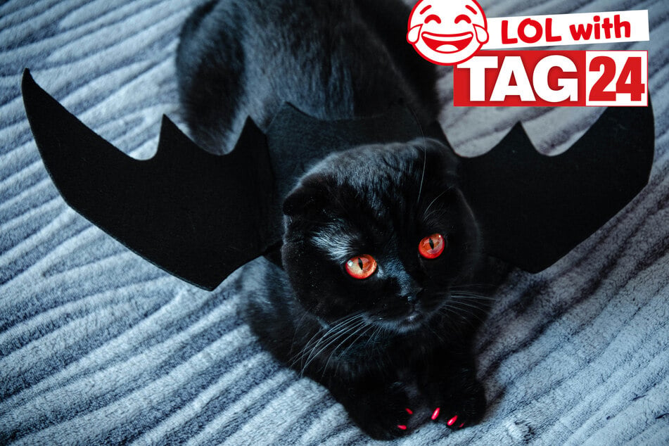 Joke of the Night for October 17, 2026: A batty cat for a Halloween laugh!